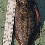 神島観光汽船　釣果(運航)情報