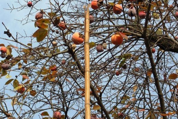 うち語 けんか腰の多摩方言辞典 さみい