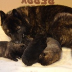 甲斐犬ケータを探して！