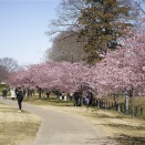 権現堂の河津桜