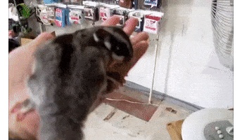 【GIF】モモンガさん、手の上でイキリ倒すwwwwwwww