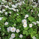 4月の庭（２）八重の素晴らしいイチリンソウ？キクザキイチゲ？、とニホンサクラソウ！　　　　