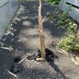 『街路樹に笹が混じってた』の画像