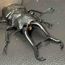 ギラファノコギリクワガタ(亜種ケイスケイ.フローレス島産)飼育記2023-25