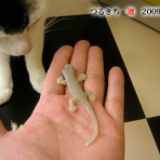 裏つるきち