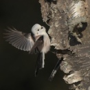 木の幹にシマエナガ Long-tailed Tit