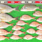 2026年7月9日　釣果