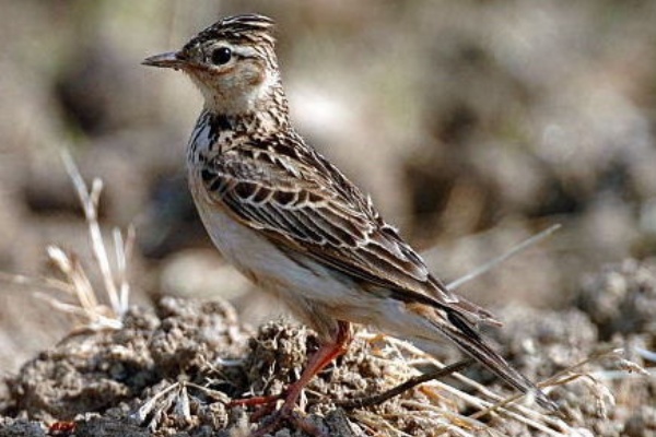 故郷の畔を歩けば冬雲雀 写真俳句ブログ チーさん 初心者