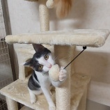 『キャットタワーをいただきました』の画像