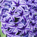 ヒロシマの視線