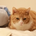 隣に来て欲しい猫。