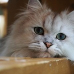 猫カフェ ねこまんまBlog