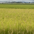 中高年の腰痛について
