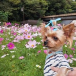 どらどらどら＋ぎん