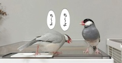 鳩の男女もいろいろ大変ですね