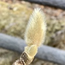 インフルエンザB型