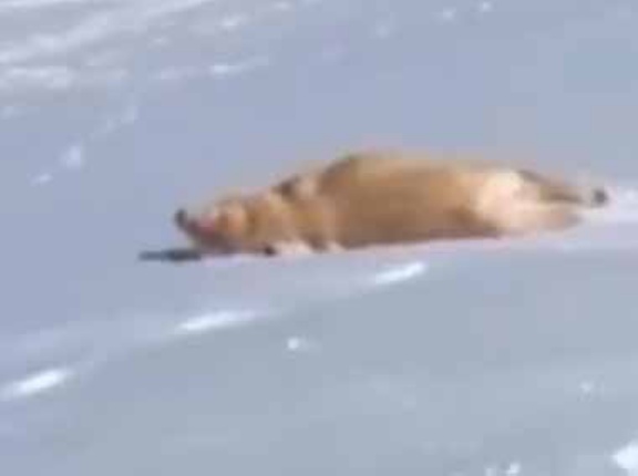 イヌが雪の上に寝転んだ。行ってきま～す♪ → 楽しそうな犬はこちらです…