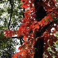 溜池の紅葉