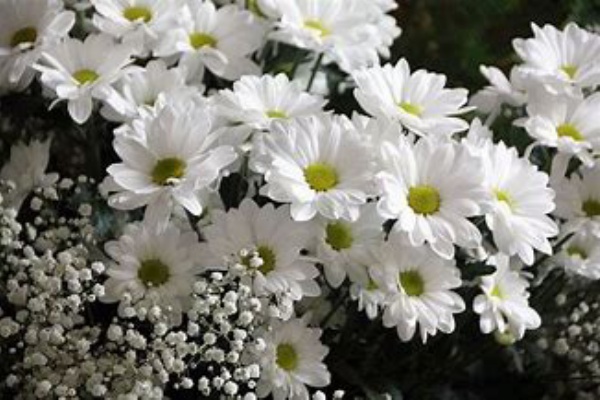 485 目も離れず 見つつ暮らさん 白菊の 花より後の 花しなければ 名歌鑑賞のブログ