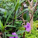 今日も雨の一日...... 花は「ルエリア」