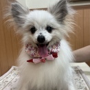 ～7月②グルーミングDiary🐶🛁〜