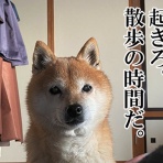 豆柴ぽんと北海道