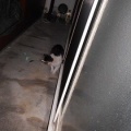 猫に小判を与えたら。 埋蔵金：千九百拾参両　マジぃかぁ・・・からのマジぃかぁっ！