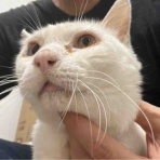 ねこかます