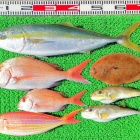 外道で不人気のアマギ クロサギ は意外と美味しい 竹村貸舟店 高知県 浦ノ内湾 宇佐 須崎市横浪半島沖の船釣り 釣果情報 ブログ