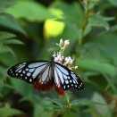 来た～～～！！！　アサギマダラ　他