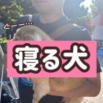 メルロコ一家の横須賀ストーリー