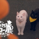 シロとクロのドタバタパトロールとちょっとノスタルジックでほろりな出来事