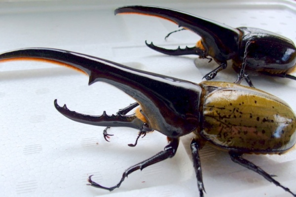 DH.ヘラクレスオオカブト ♀73ミリ T-117MX系 純血OAKS オススメ DHヘラクレスオオカブト ♀73.5mm (種親 ♂OAKS.T115 ♀-REX