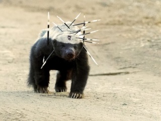 世界一怖い物知らずの動物