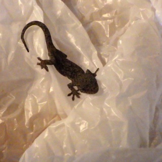 シーバス電脳日誌 ロードバイクでサイクリングも