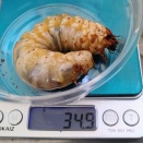 2025年幼虫　♂3本目へ③／大型豊作の予感