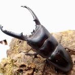 クワガタ備忘録