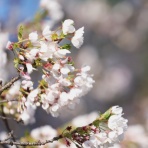 ヨウコの川歩き