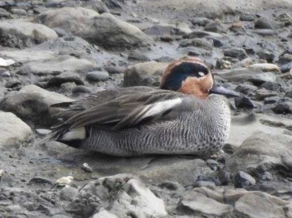 2026年4月5日の野鳥公園