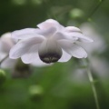 長靴を履いた4G（爺）の花活🥀🪻🌼