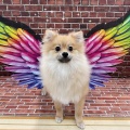 仔犬紹介