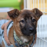 『【里親募集中】雑種のモモ』の画像