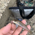 ⭐︎キス釣り調査隊⭐︎