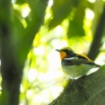 5月の野鳥予報