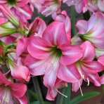 Alex's Garden Party♪