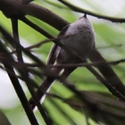 『令和6(2024)年6月10日の鳥さん Vol.1　21世紀の森と広場で野鳥の観察･撮影 小鳥混群多種が登場!!』の画像