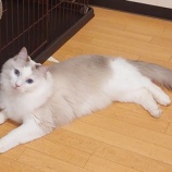 『お月さまにお願い』の画像