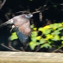 今季初、獲物を抱えたオオタカ（大鷹）成鳥。ミサゴ。キンクロハジロ。