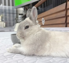うさぎのルリ(7/20追記)