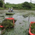 7月12日は5日に引き続き、オニビシ退治。